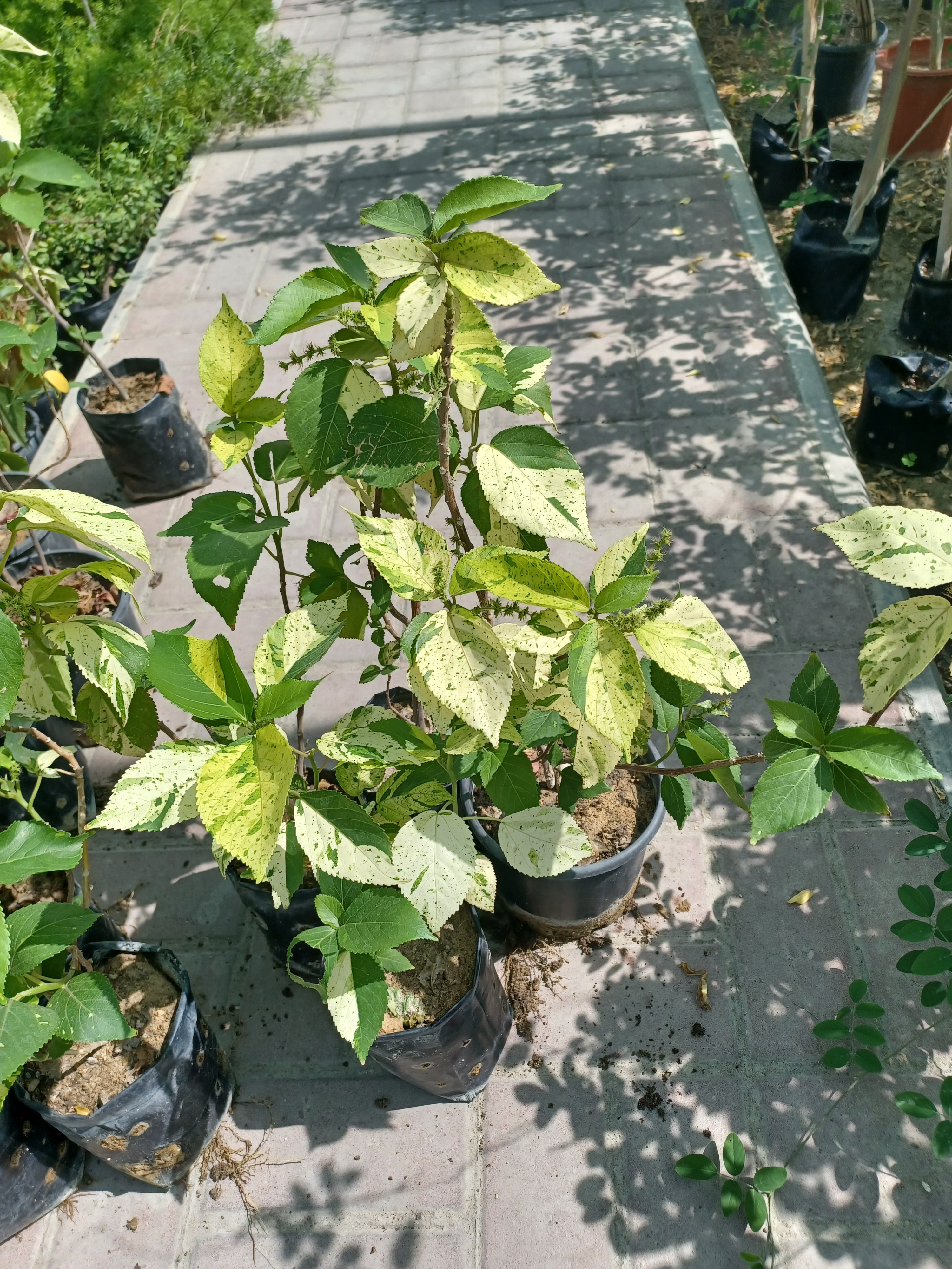 Acalypha