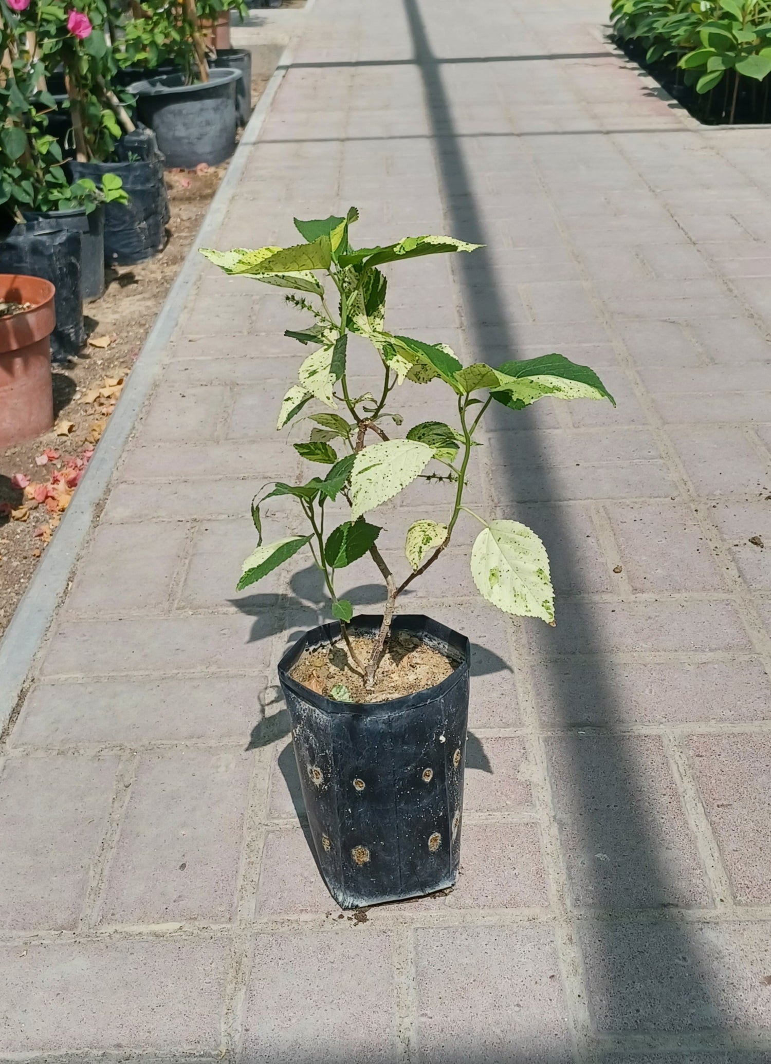 Acalypha