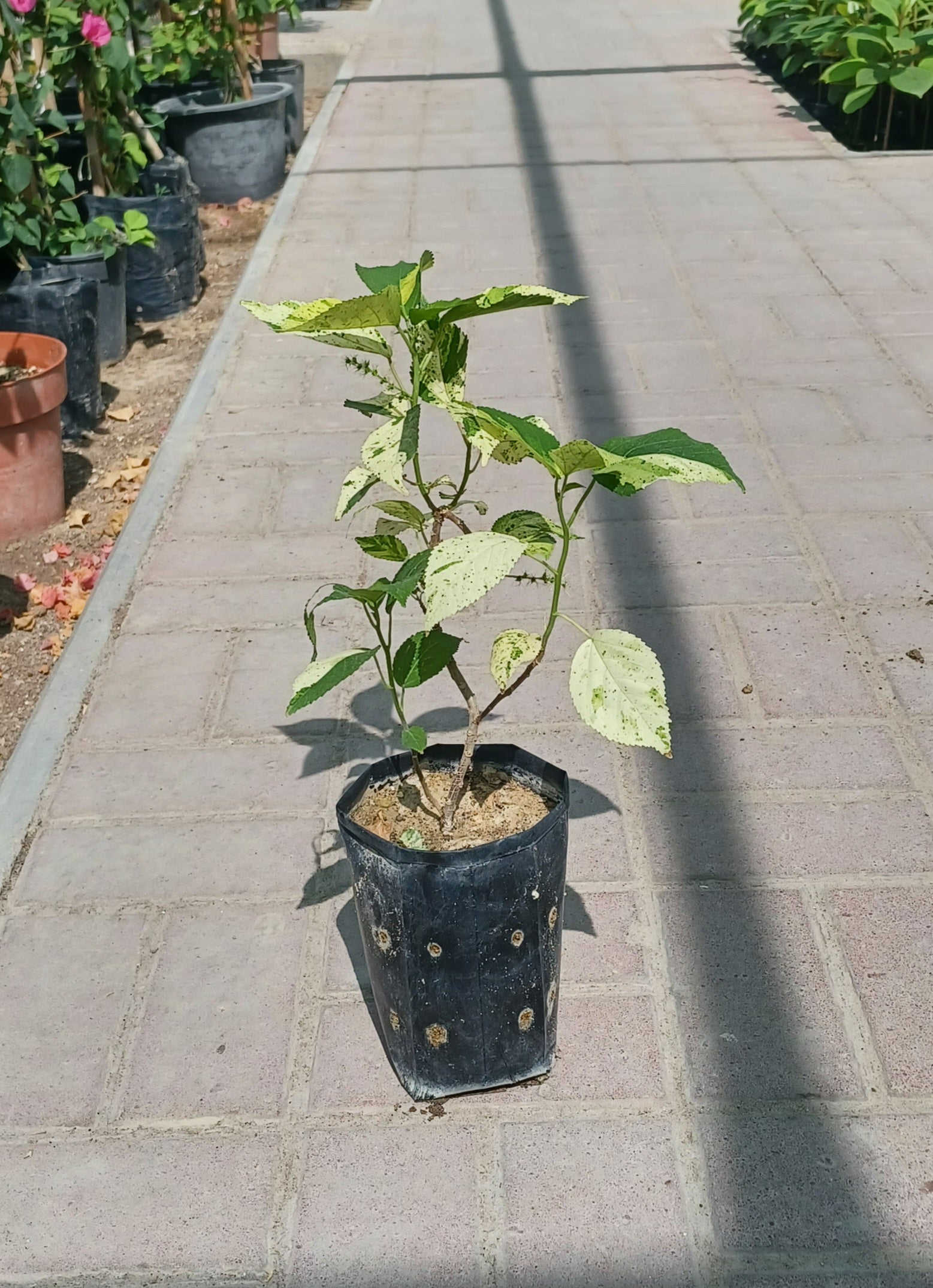 Acalypha