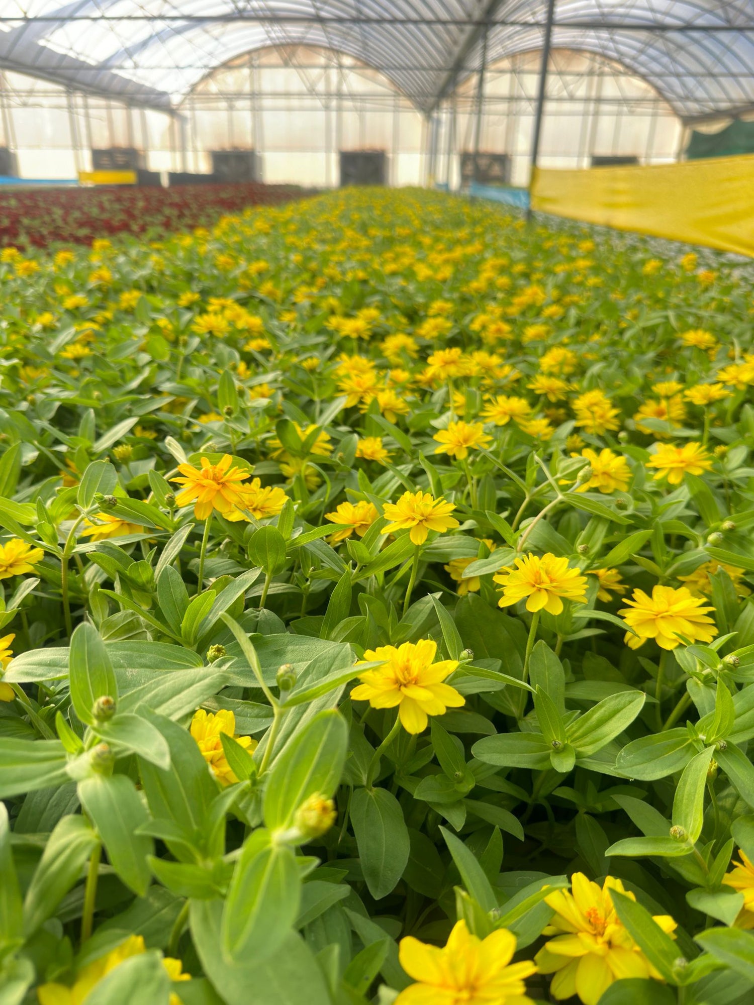 Zinnia Plant (Yellow)