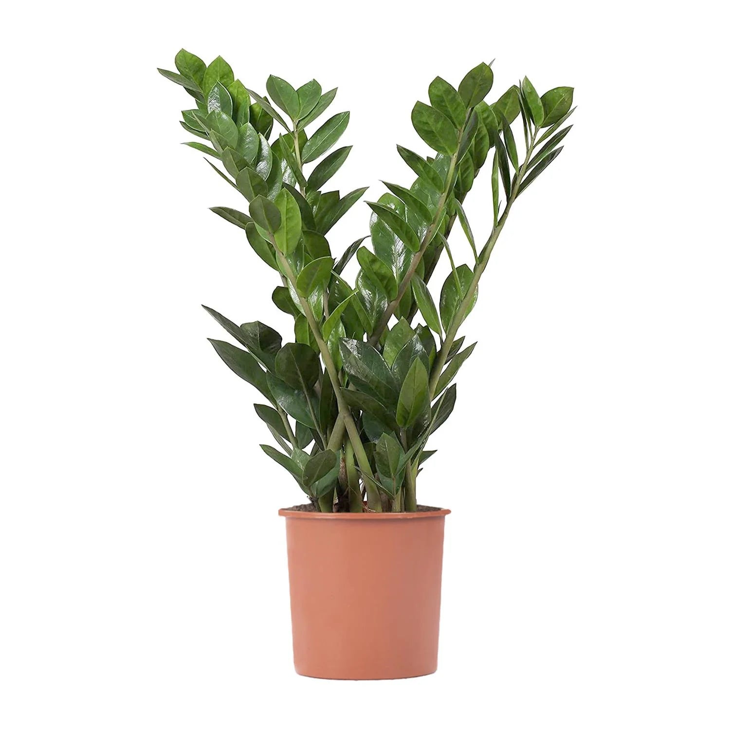 Zamioculcas Zamiifolia Emerald 75 cm