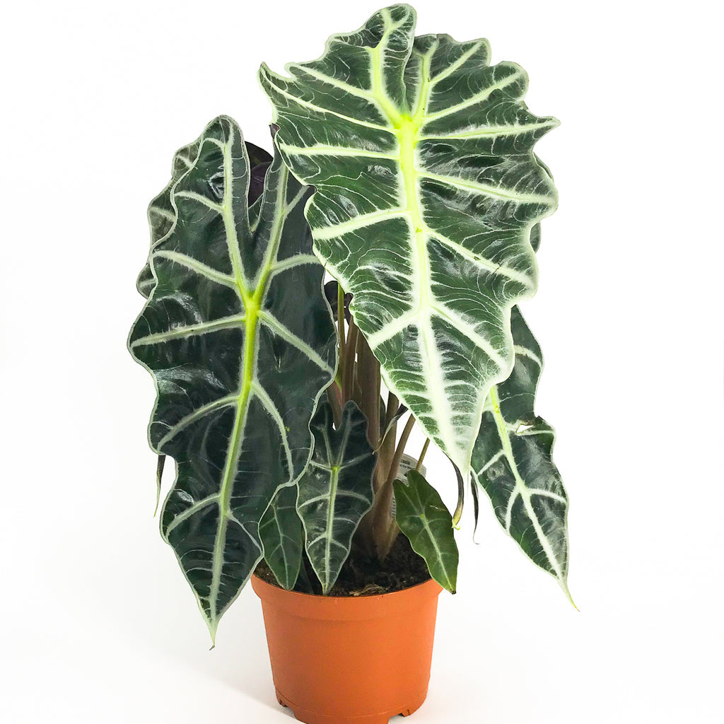 Alocasia Polly