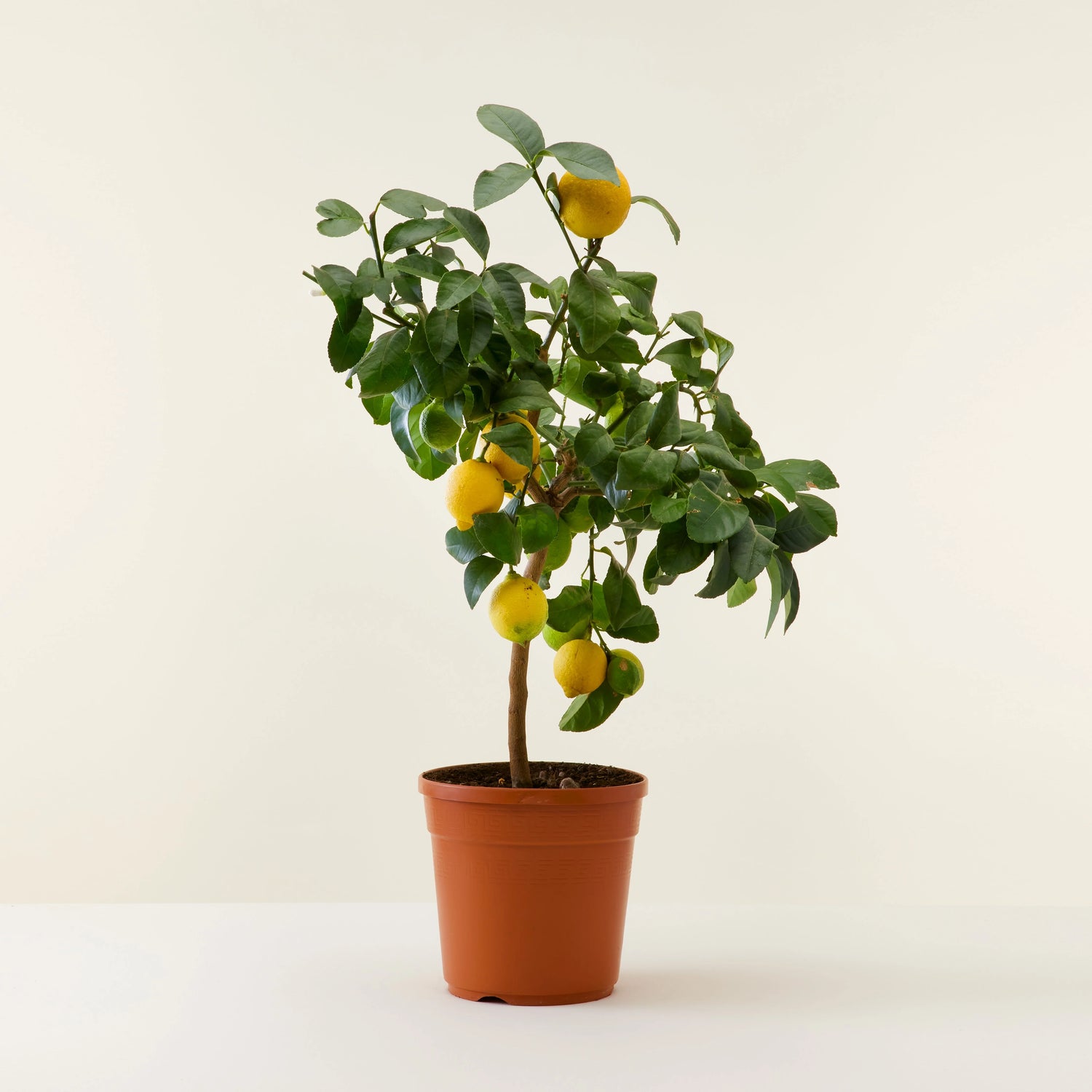 Lemon Tree  Lebanon 60 cm