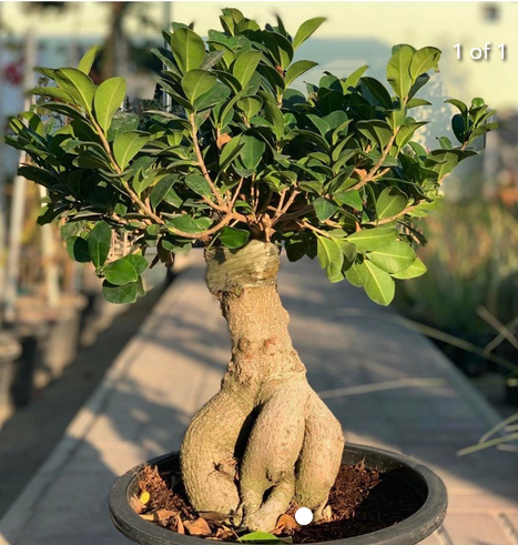 Ginseng Bonsai Small