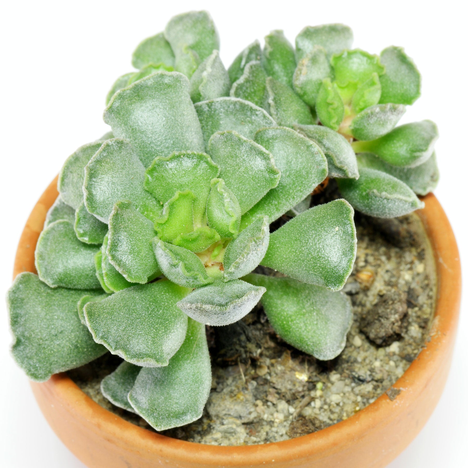 Adromiscus Cristatus 5.5 cm