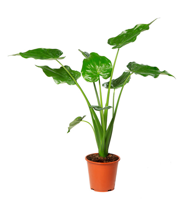 Alocasia Cucullata 40 cm