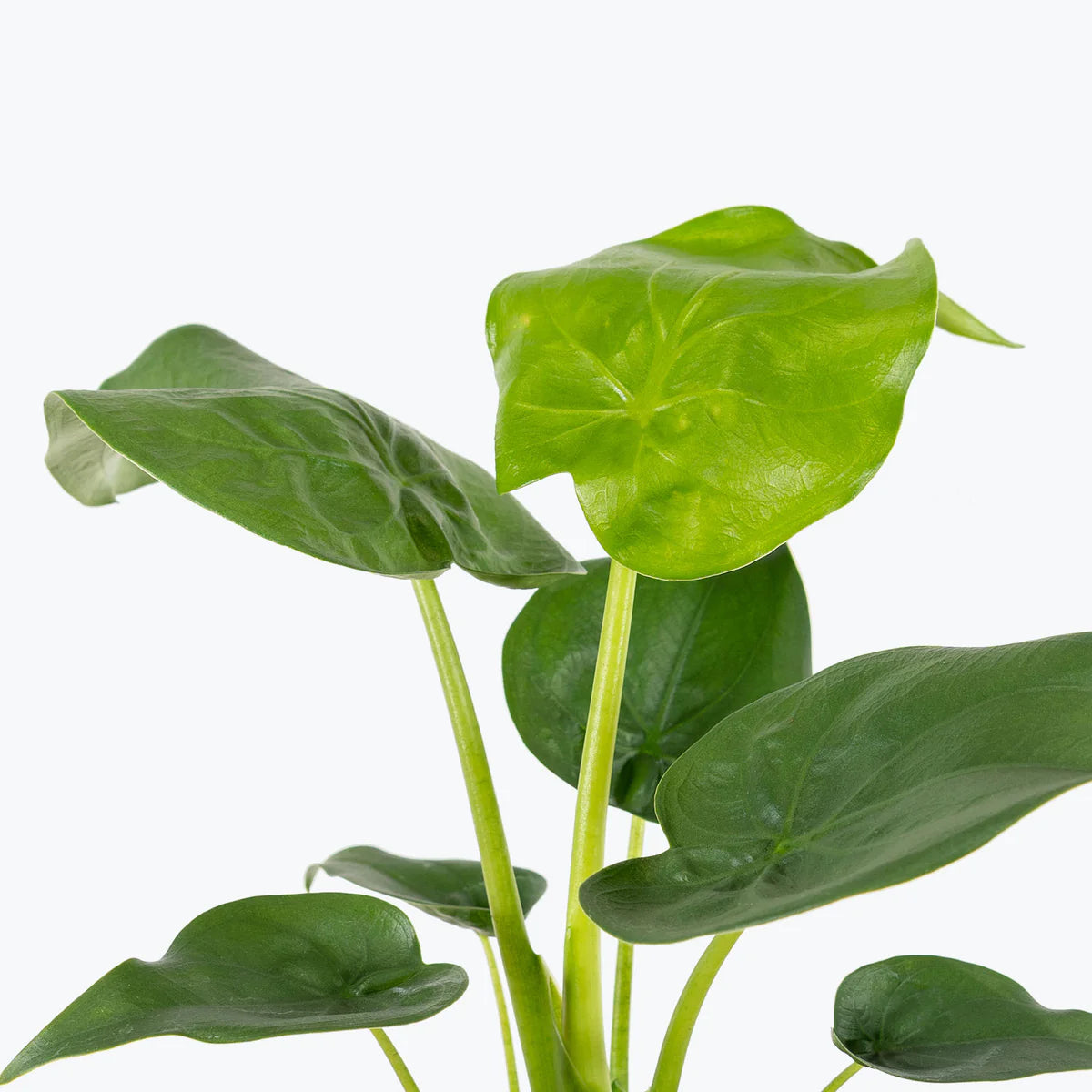 Alocasia Cucullata 40 cm