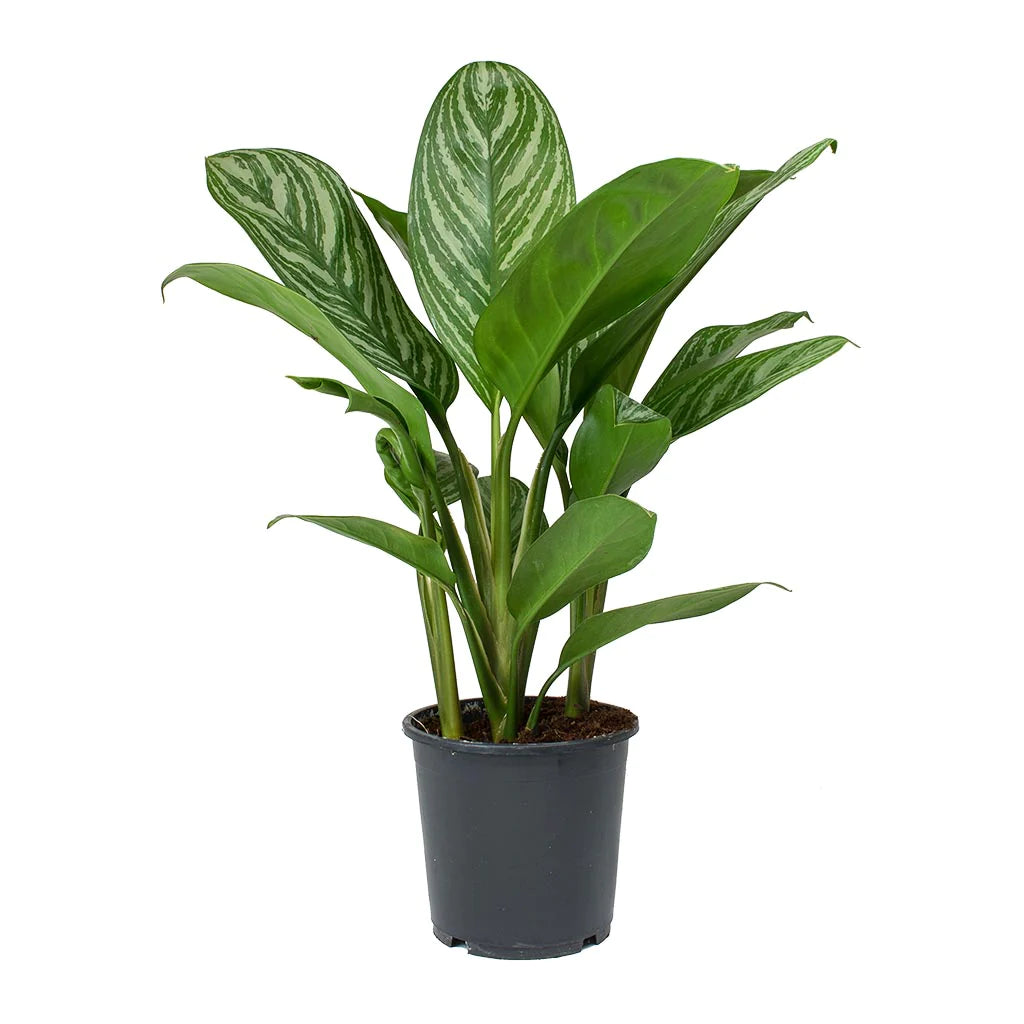 Aglaonema Stripes