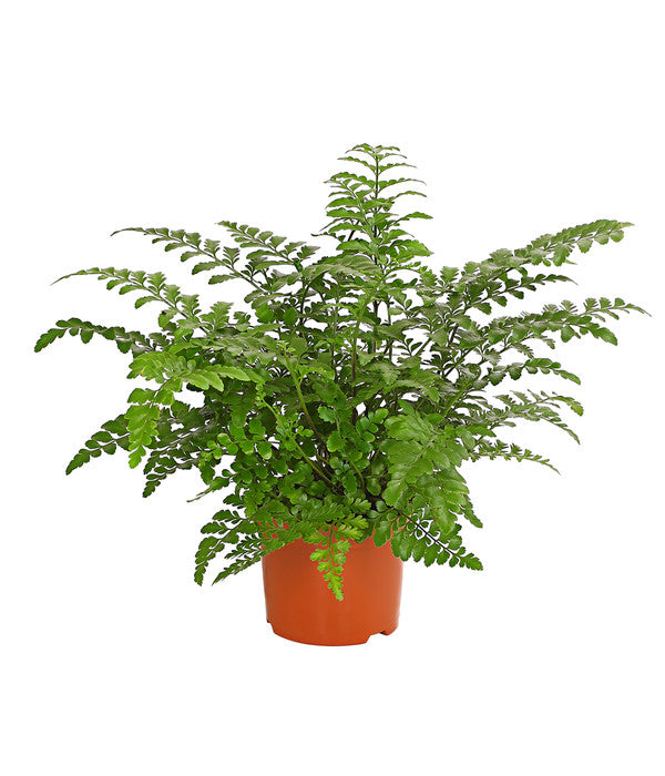 Asplenium Difforme