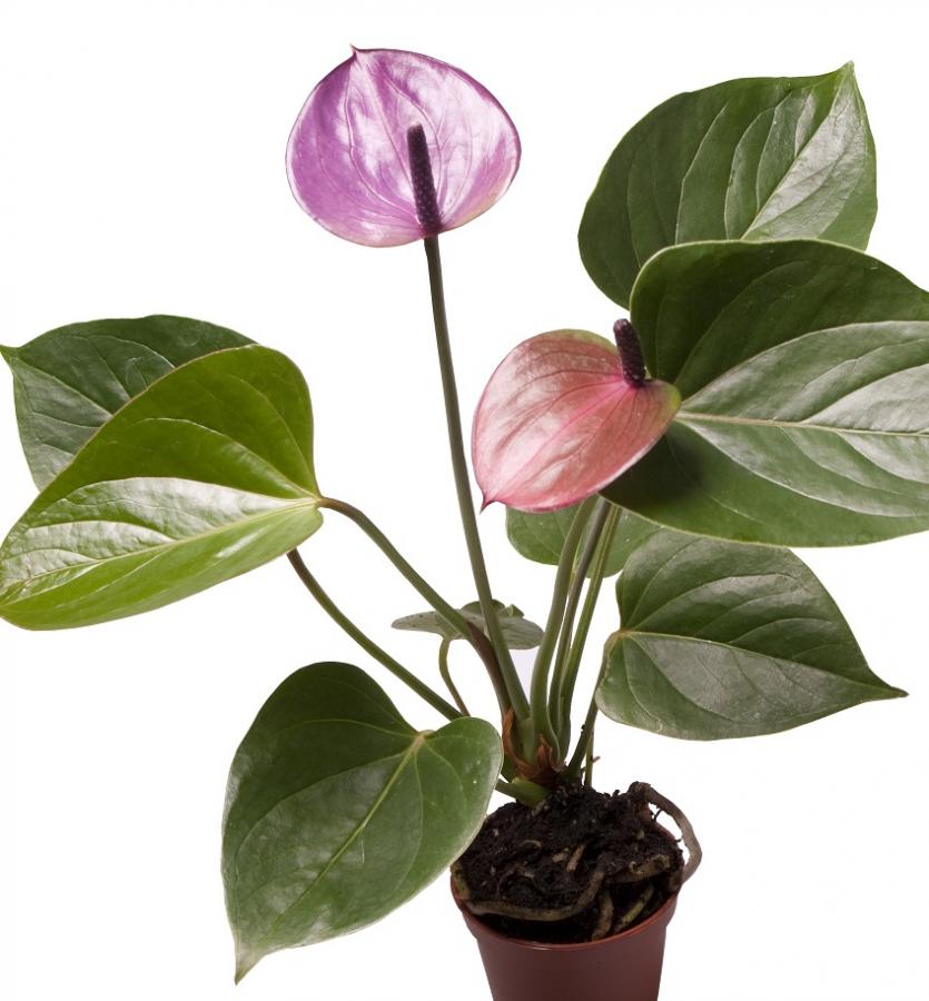 Anthurium Picasso Baby Purple
