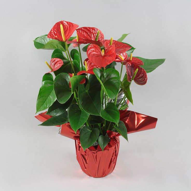 Anthurium Picasso Red Glitter