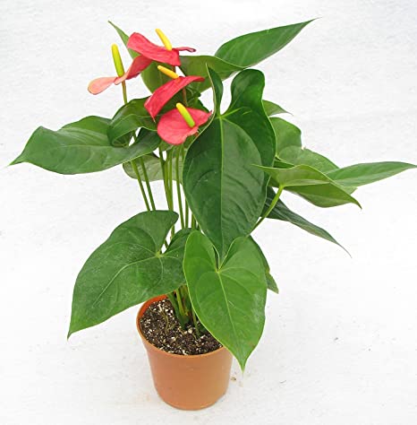 Anthurium Piccaso (small)