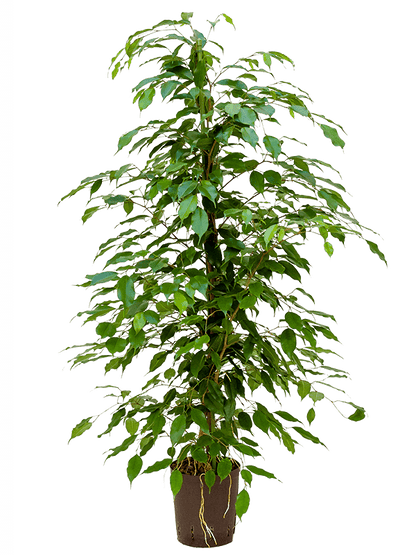 Ficus Benjamina Midnight Lady