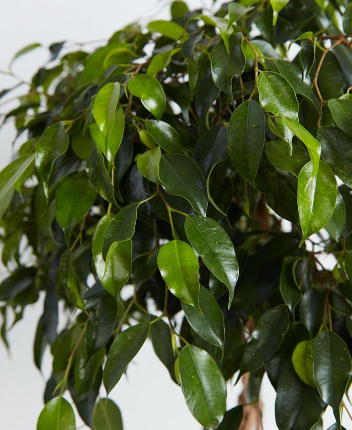 Ficus Benjamina Midnight Lady