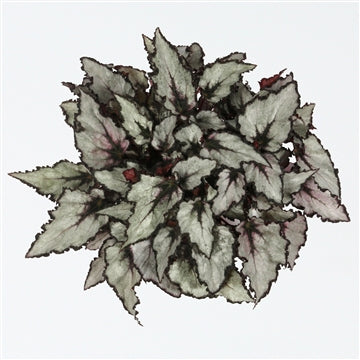 Begonia Rex Magma