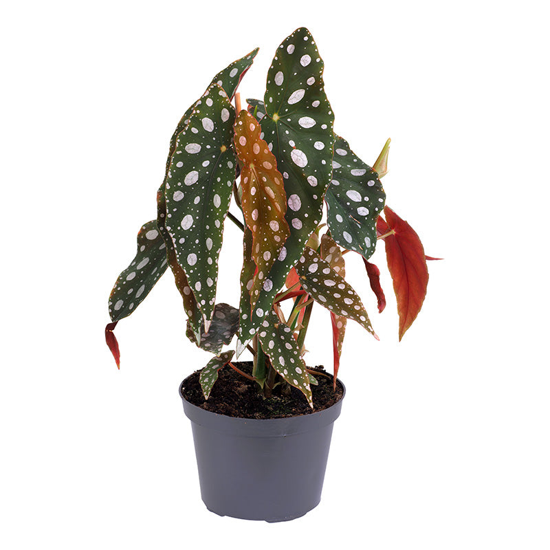 Begonia Maculata Silverspot