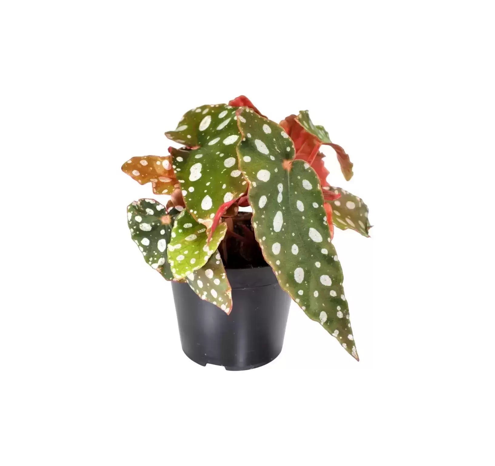 Begonia Maculata Silverspot