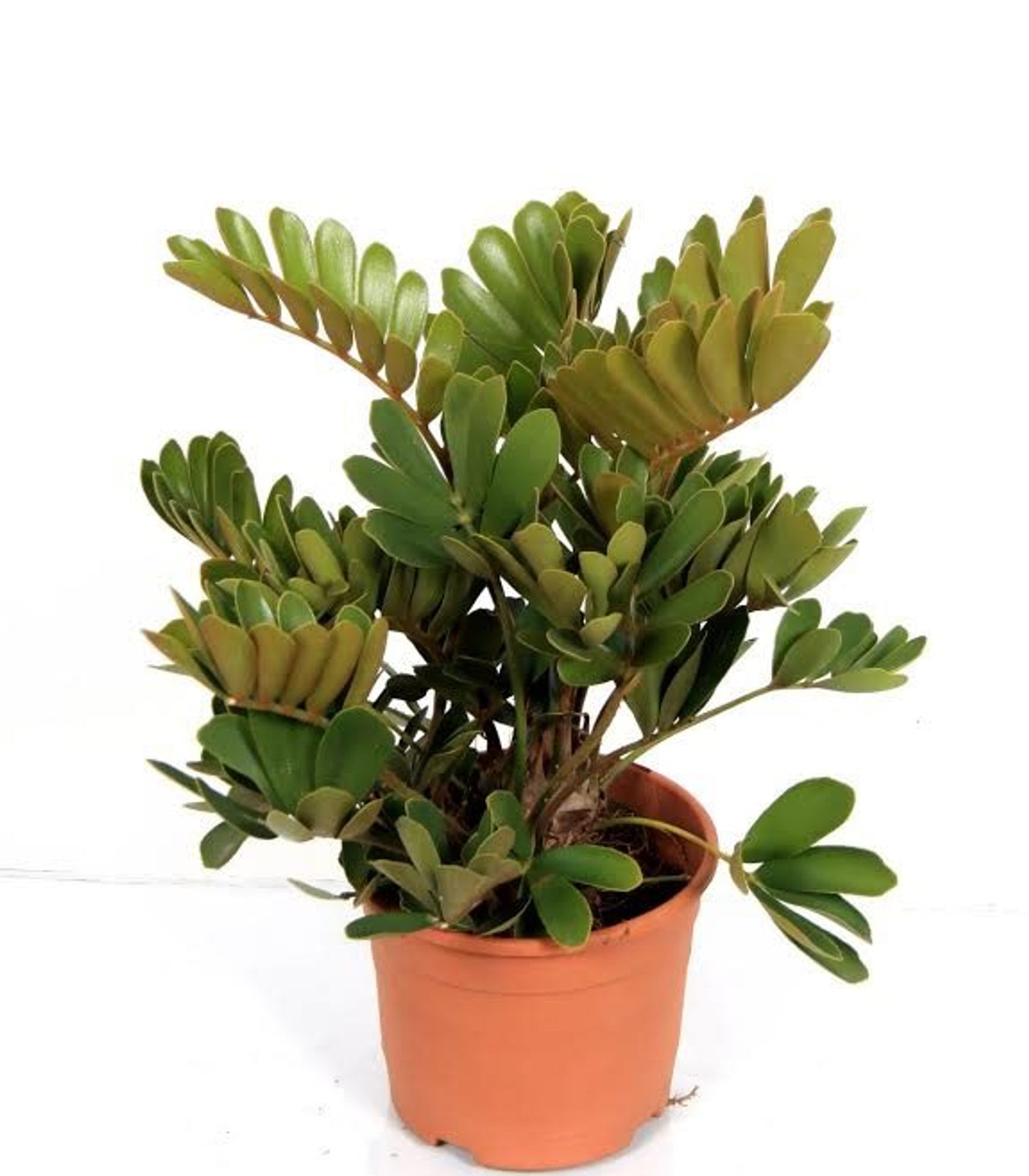 Zamia Furfuracea
