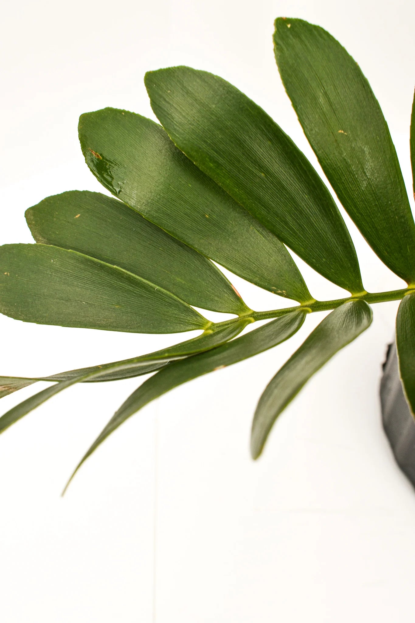 Zamia Furfuracea