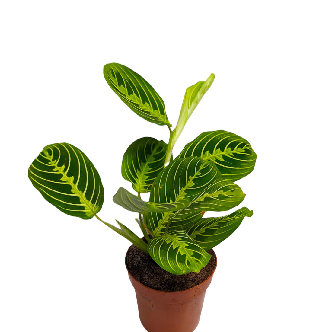 Maranta lemon