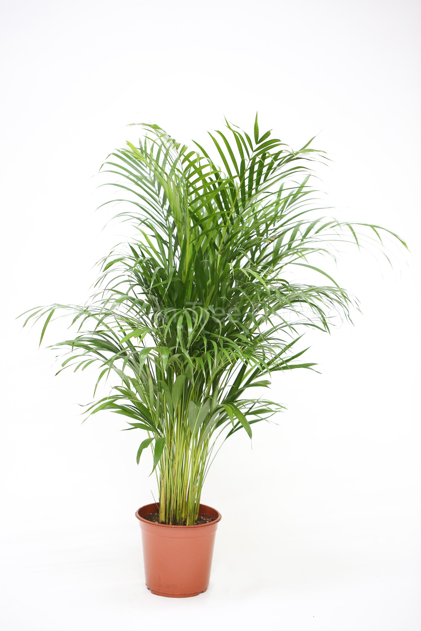 Dypsis Lutescens (Areca Palm) 140 cm