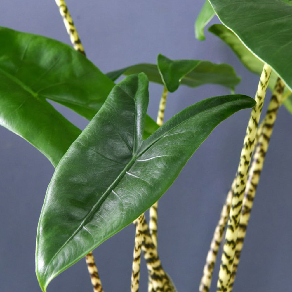 Alocasia Zebrina 75cm