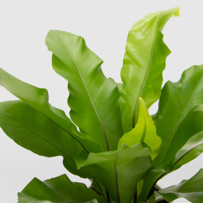 Asplenium Antiquum 40 cm