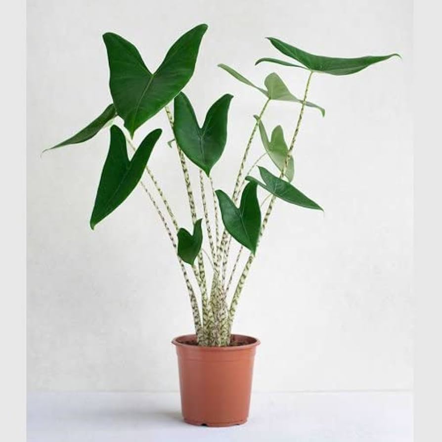 Alocasia Zebrina 75cm