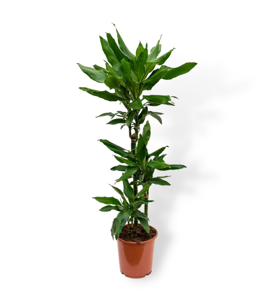 Dracaena Janet Lind 75-30-10 cm