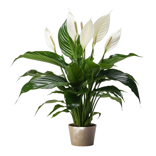 Spathiphyllum Vivaldi (70 cm)