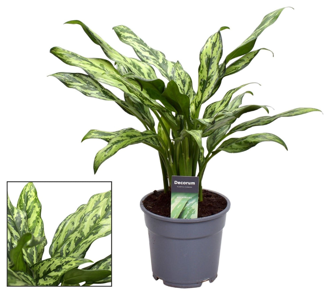 Aglaonema Silver Queen Compact