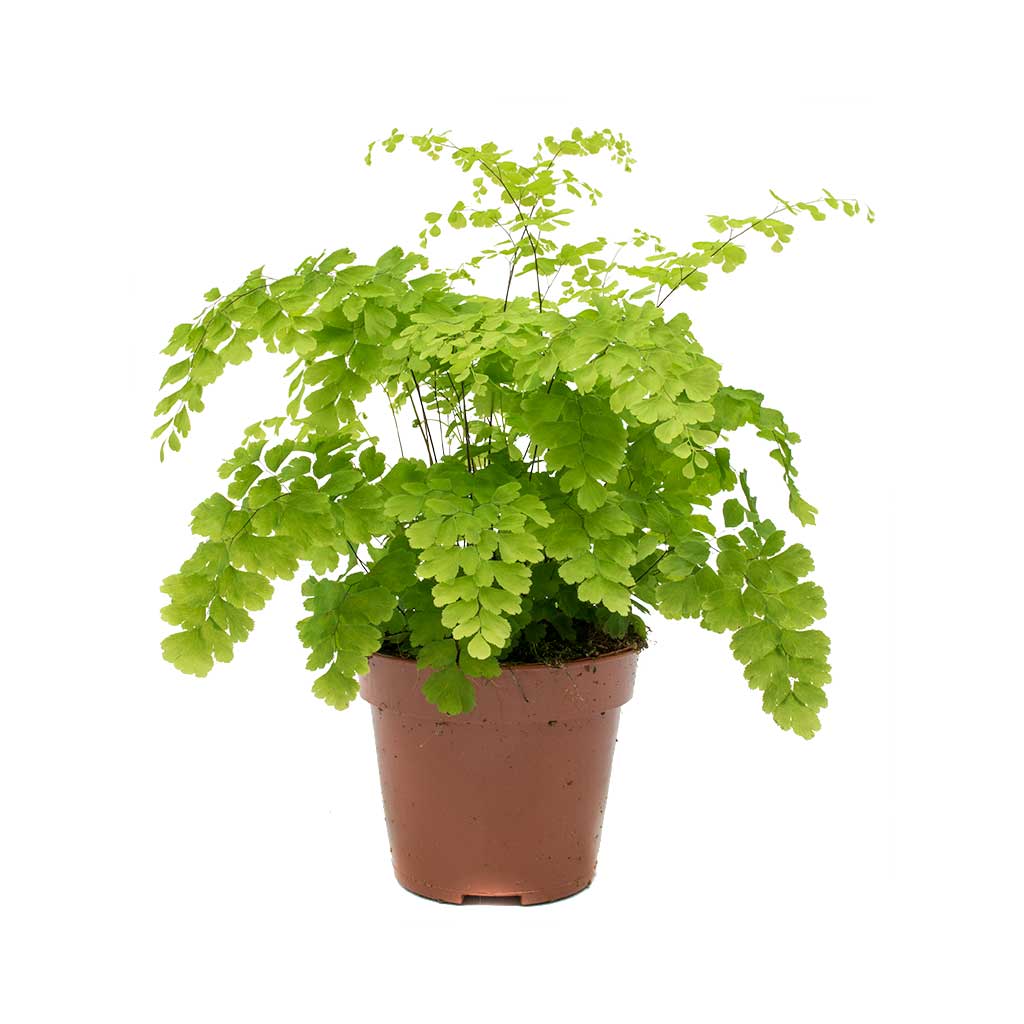 Adiantum fragrans 40 cm