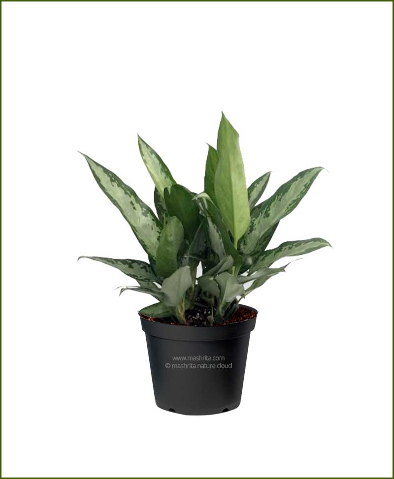 aglaonema jubilee petite 40cm