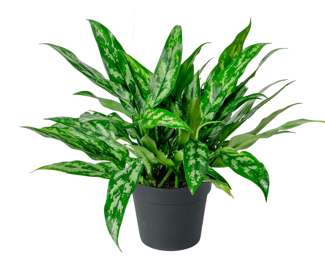 Aglaonema Maria 35 cm