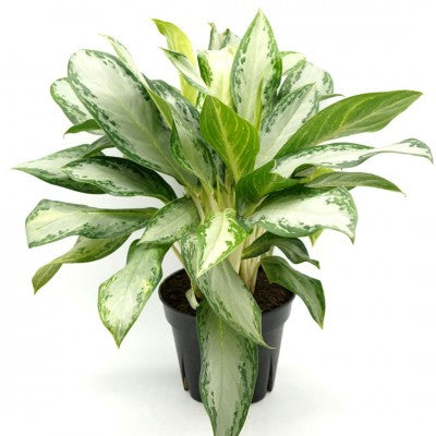 Aglaonema Silver Bay 60 cm