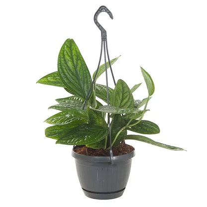 Epipremnum Marble Planet Hang pot