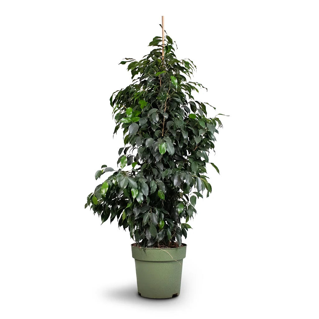 Ficus Benj.Danille