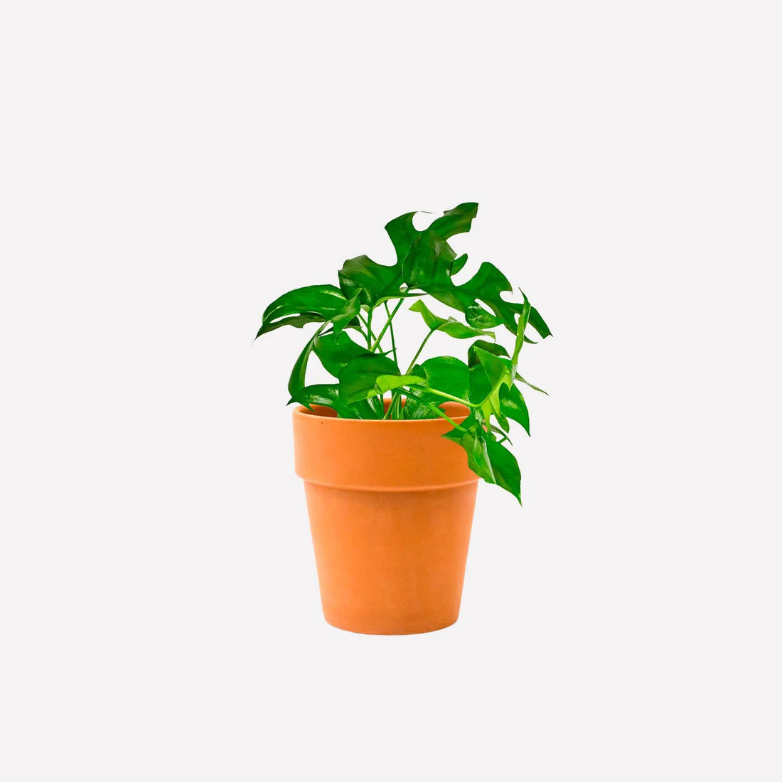 Monstera Adansonii Claypot