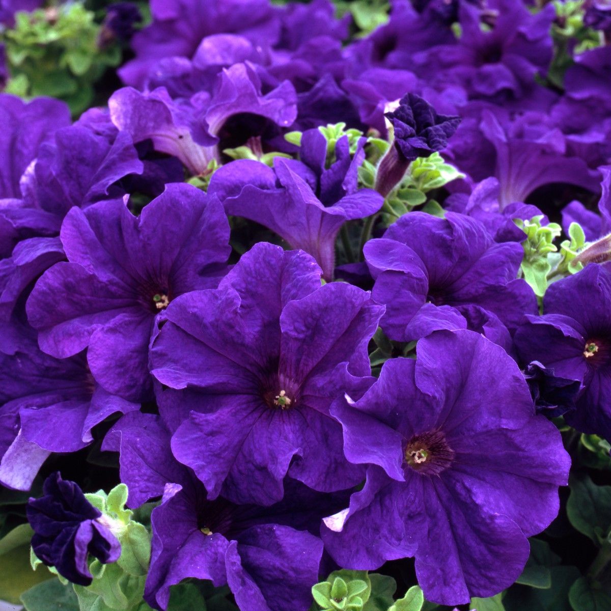 PETUNIA BLUE