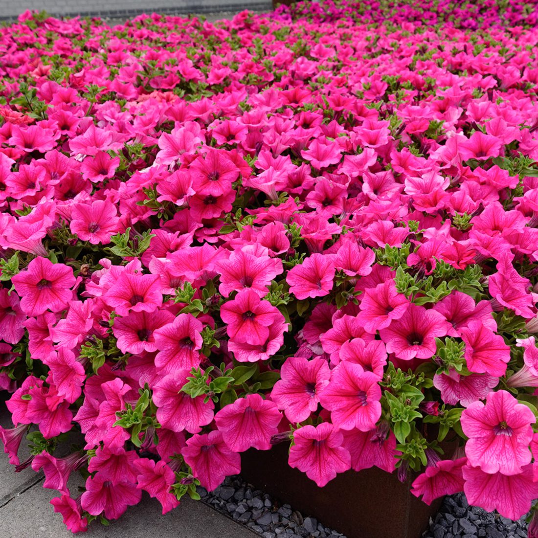 PETUNIA PINK