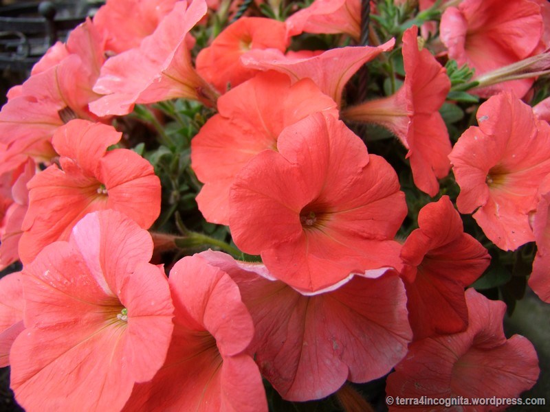 PETUNIA PEACH