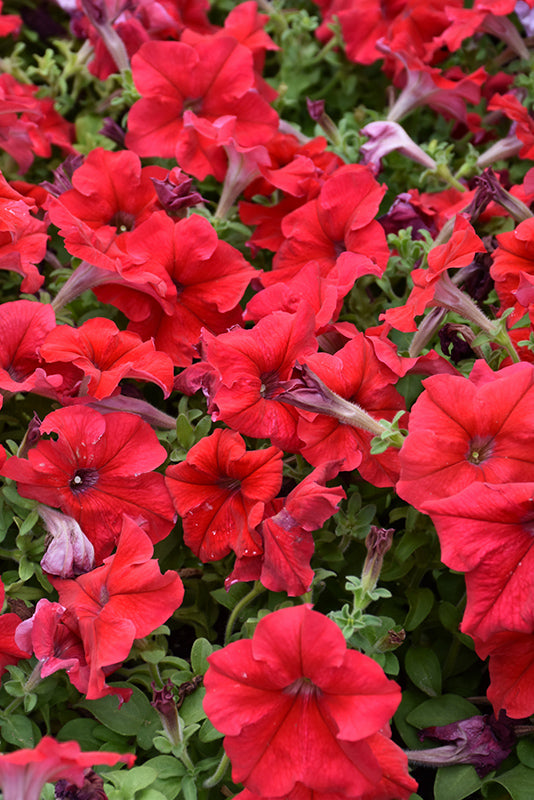 PETUNIA RED