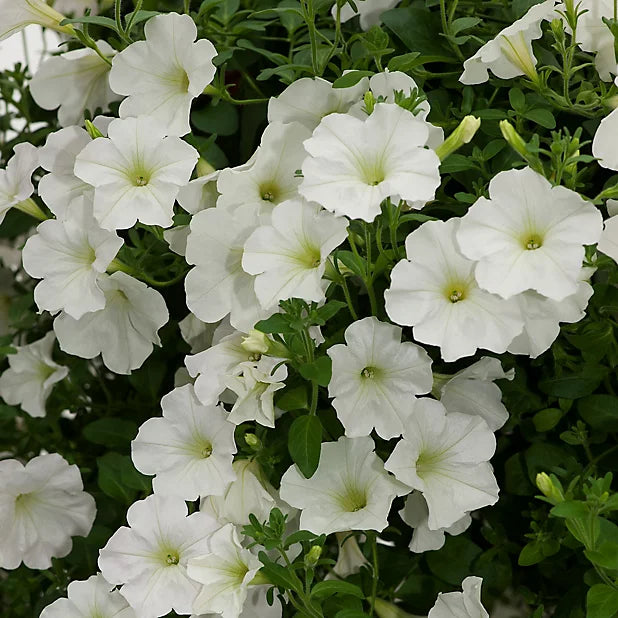 PETUNIA WHITE