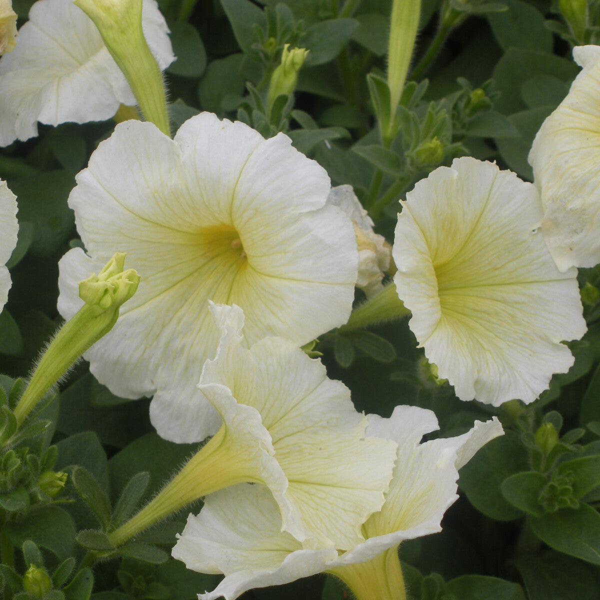 PETUNIA YELLOW