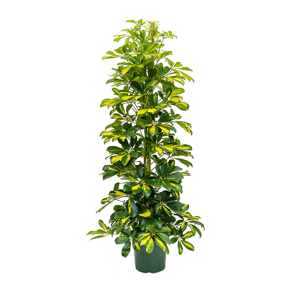 Schefflera Gold Capella (Large)