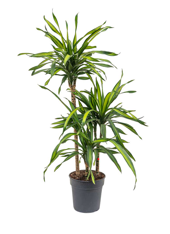 Dracaena Fragrans Riki