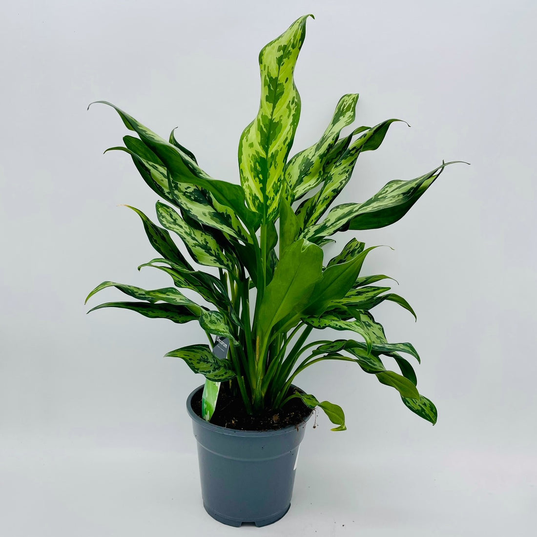 Aglaonema Juliette