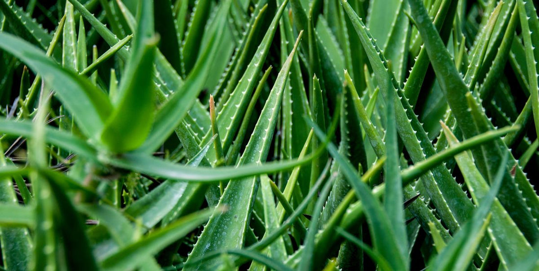 Aloe Vera Medium