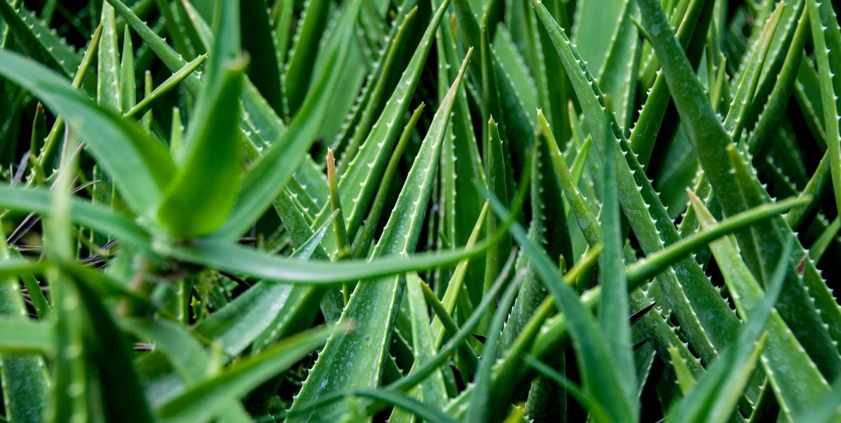 Aloe Vera Medium