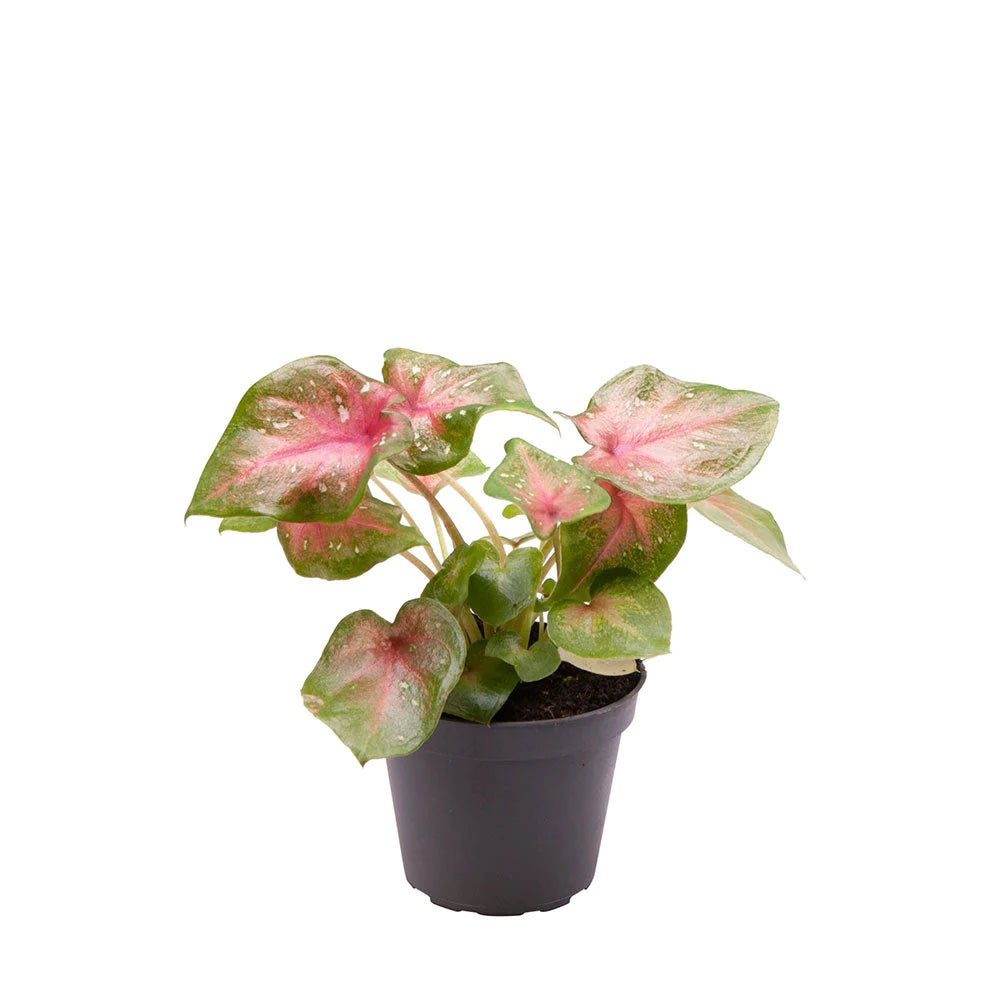 Caladium Casey 11 cm